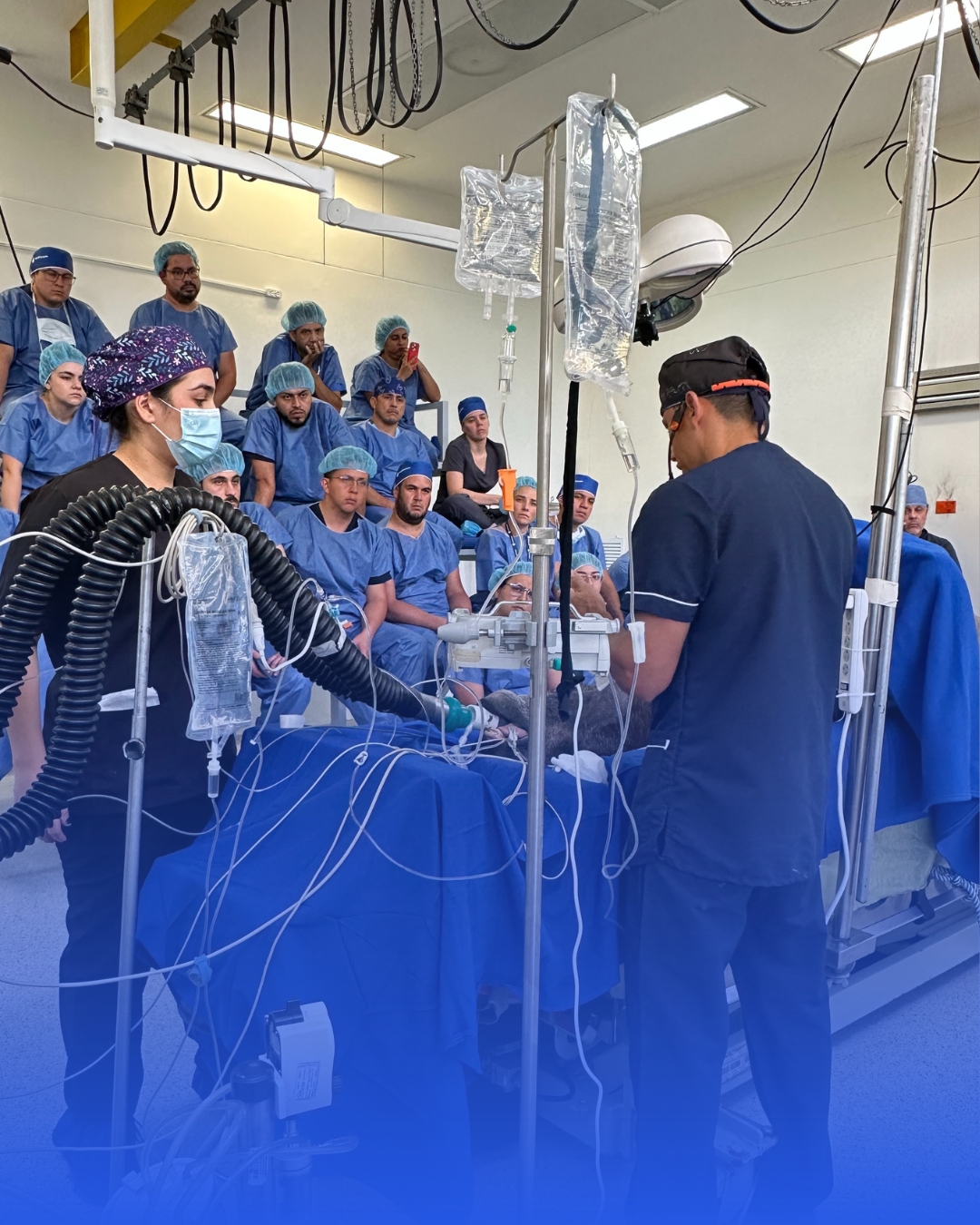 Práctica quirúrgica veterinaria con VetForum